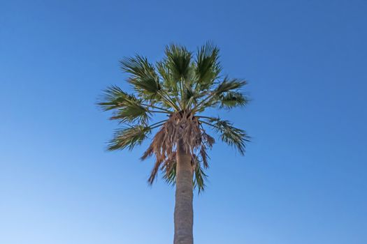 palm tree with green leaves in summer season