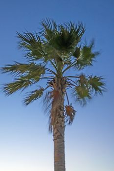 palm tree with green leaves in summer season