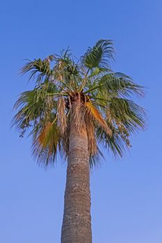 palm tree with green leaves in summer season