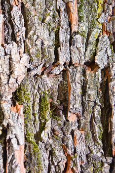 ancient tree bark
