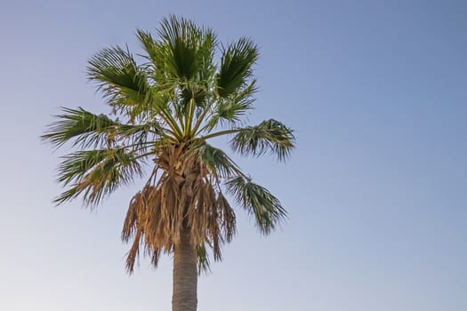 palm tree with green leaves in summer season