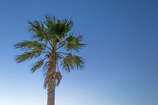 palm tree with green leaves in summer season