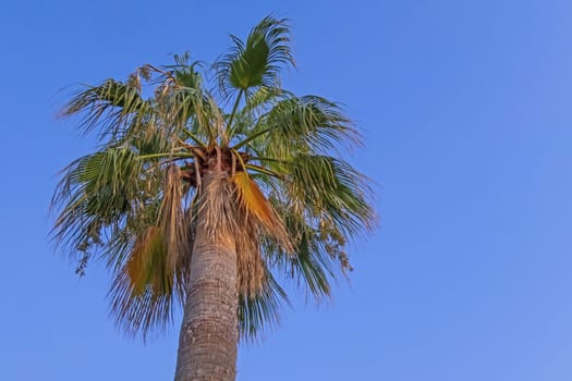 palm tree with green leaves in summer season