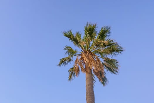 palm tree with green leaves in summer season