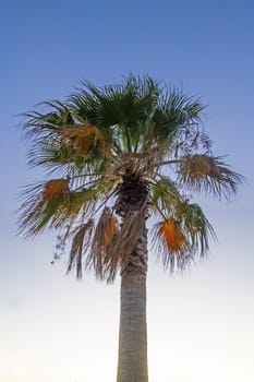 palm tree with green leaves in summer season