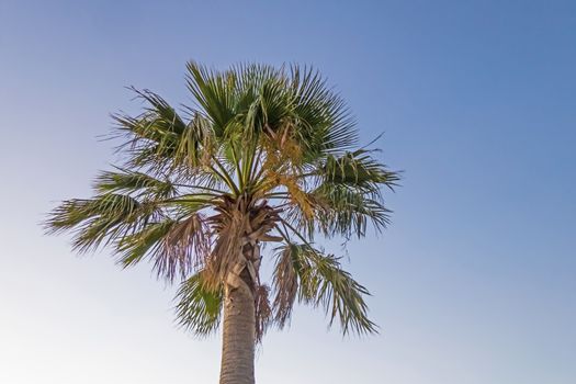 palm tree with green leaves in summer season