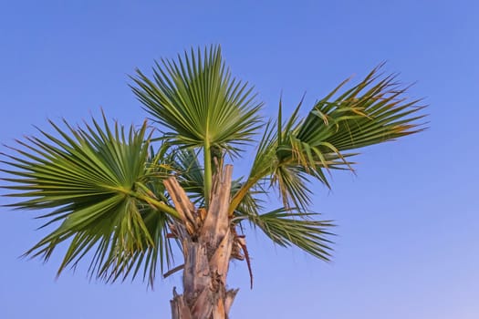 palm tree with green leaves in summer season