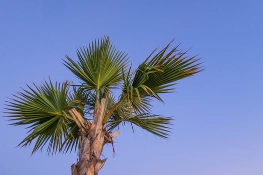 palm tree with green leaves in summer season