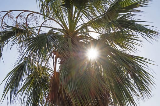 palm tree with green leaves in summer season