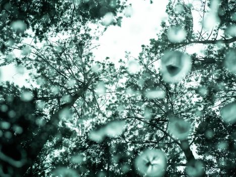 Rain drops or water droplets on clear glass on a blurred nature background.