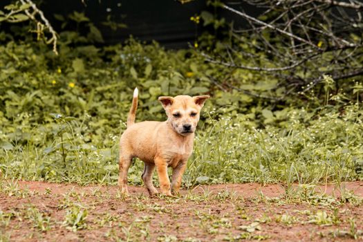 A puppy dog playing in the garden.