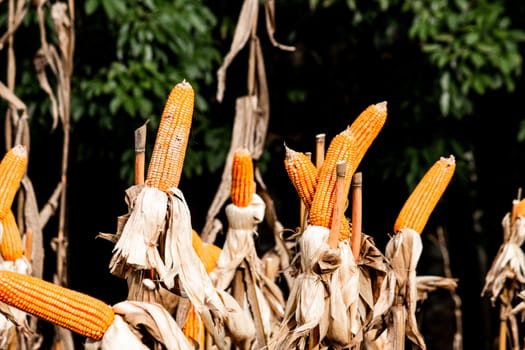 Dry corn cob with mature yellow corn growing ready for harvest in an agricultural field.