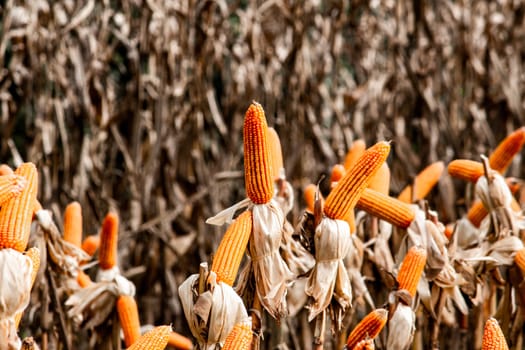 Dry corn cob with mature yellow corn growing ready for harvest in an agricultural field.