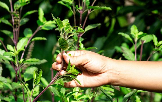 Women's hands collect basil leaves in the backyard vegetable garden. Organic vegetable concept. Agriculture and healthy food.