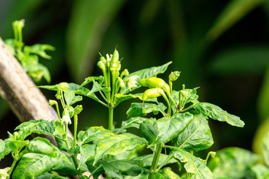 Chilli pepper tree growing in the backyard vegetable garden. Organic vegetable concept.