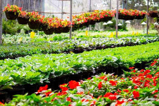 Inside a wide greenhouse for planting flowers to sell plants and flowers in the spring.