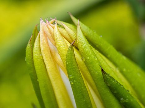 Close up of Dragon fruit flower bud after rain.