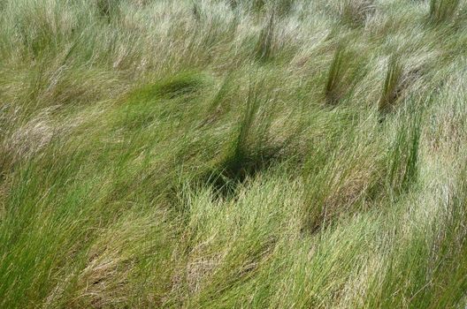 green grass in the wind on lawn or yard outdoor