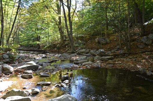 river or stream or creek in forest with rocks and trees