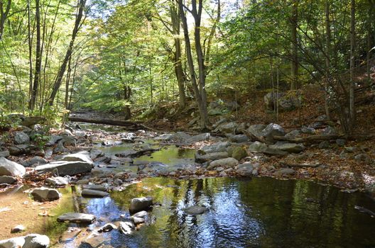 river or stream or creek in forest with rocks and trees