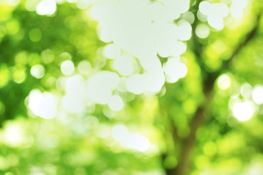 Green background bokeh sparkle of sunshine from natural forest park.