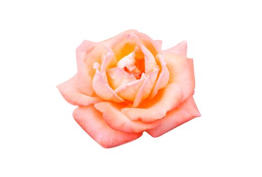 Beautiful sweet orange rose bud flower isolated on white background, love and romantic concept