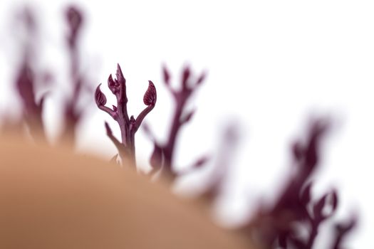 little sprouts of germinated pink potato or sweet potato, close up photography, selective focus, baby new life growing naturally