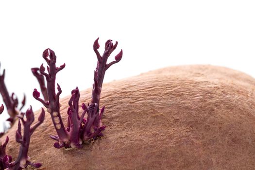 little sprouts of germinated pink potato or sweet potato, close up photography, selective focus, baby new life growing naturally