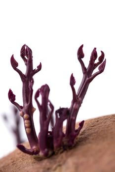 little sprouts of germinated pink potato or sweet potato, close up photography, selective focus, baby new life growing naturally