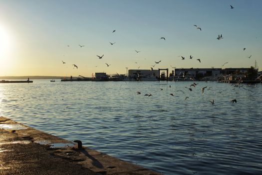 Seagulls in the port of Santa Pola, Alicante. Spain.