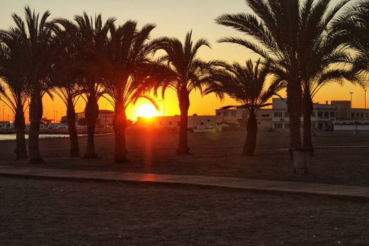 Sunset in an oasis of palm trees on the beach in southern Spain