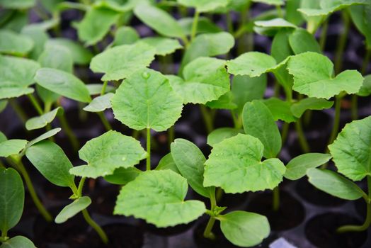 Sapling on Nursery tray