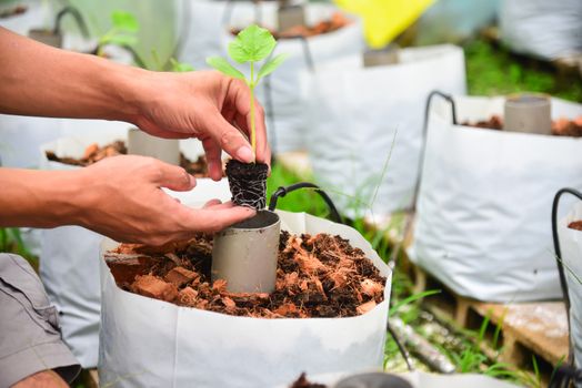 The man hold the sapling for plant