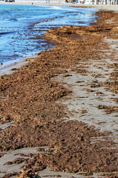 Oceanic Posidonia remains on the shore after the storm in Santa Pola, Spain