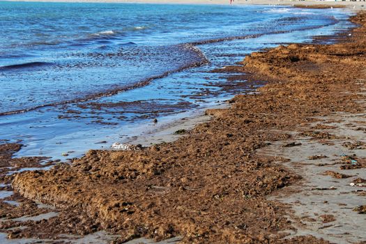 Oceanic Posidonia remains on the shore after the storm in Santa Pola, Spain