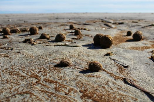 Dry oceanic posidonia seaweed balls on the beach and sand texture in a sunny day in winter