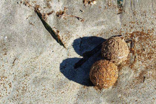 Dry oceanic posidonia seaweed balls on the beach and sand texture in a sunny day in winter