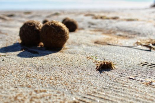 Dry oceanic posidonia seaweed balls on the beach and sand texture in a sunny day in winter