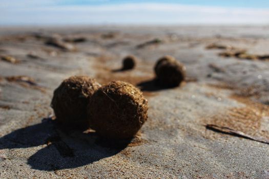 Dry oceanic posidonia seaweed balls on the beach and sand texture in a sunny day in winter