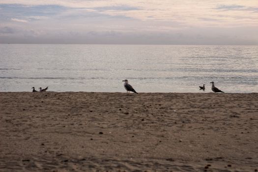 Seagulls on the sand on the beach