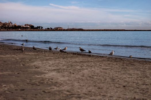 Seagulls on the sand on the beach