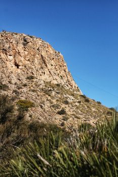 Vegetation in cliffs of the Alicante coast