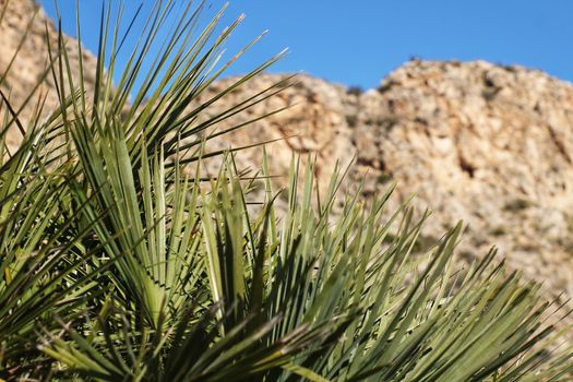 Vegetation in cliffs of the Alicante coast