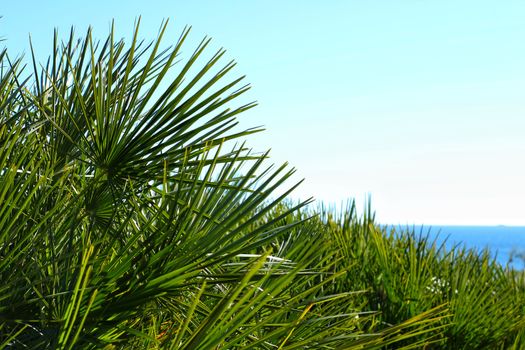 Green vegetation in the coastline of Alicante