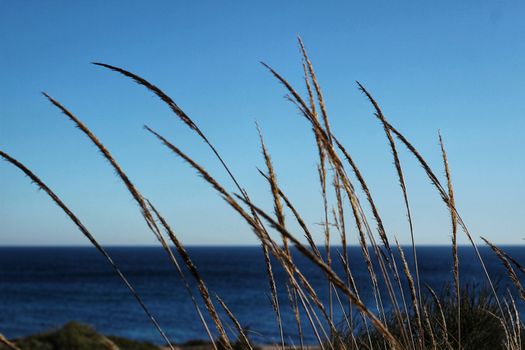 Macrochloa Tenacissima plant in the mountain