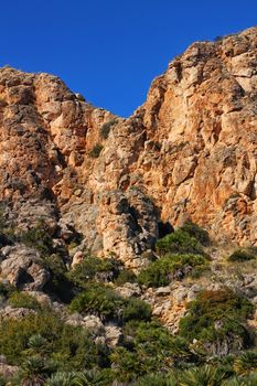 Vegetation in cliffs of the Alicante coast