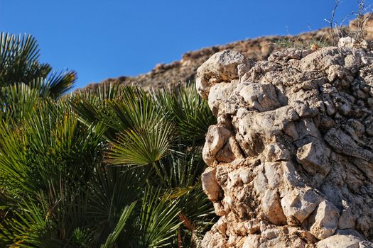 Vegetation in cliffs of the Alicante coast