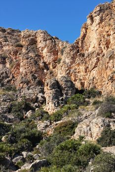 Vegetation in cliffs of the Alicante coast