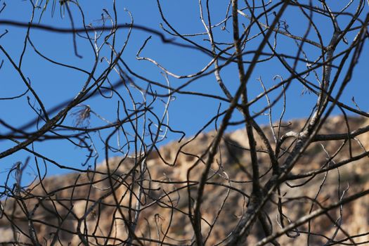 Dry tree branches texture in the mountain