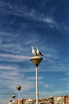Couple of seagulls perched on a lamppost in the harbor of Santa Pola, Alicante